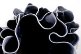 Antholia Vase |